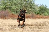 ROTTWEILER 025